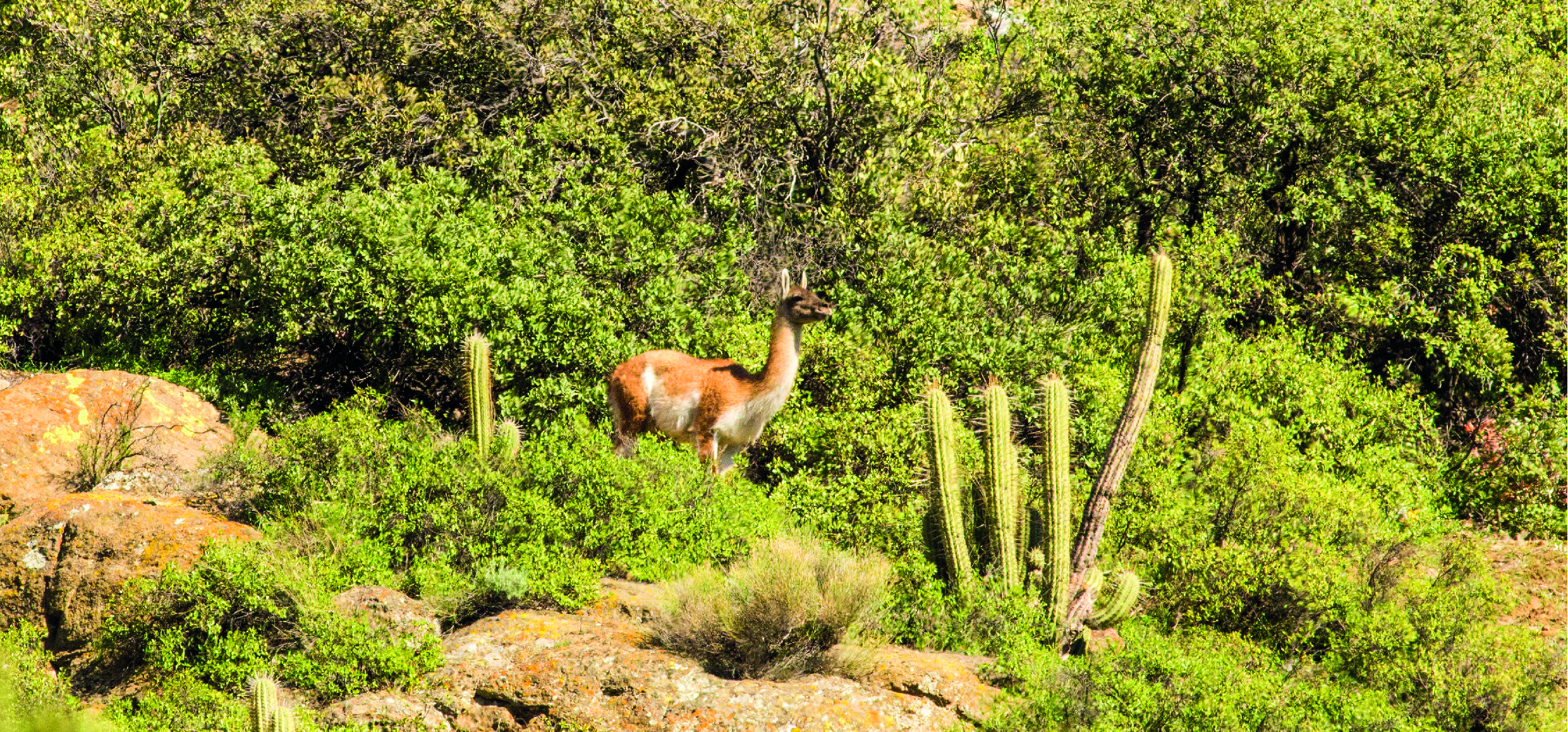 Científicos buscan reintroducir más guanacos en la Región Metropolitana